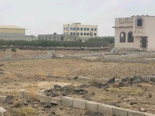 Brown and white sneaker