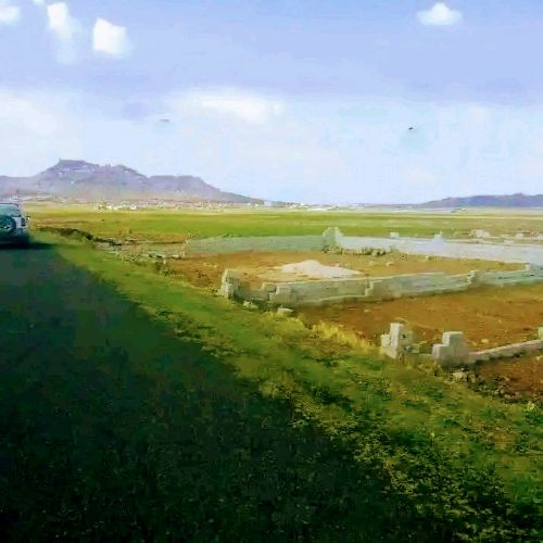 Brown and white sneaker